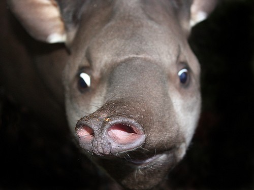 tapiro terrestre.jpg