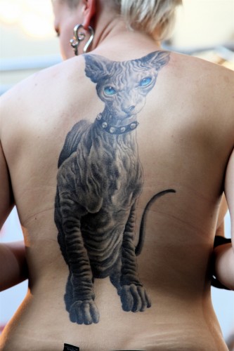 tattoo,gatti,stravaganti, strani, tatuaggi, gatto, gattari