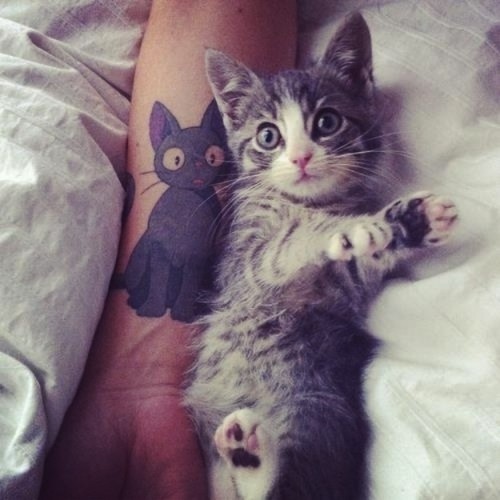 tattoo, gatti